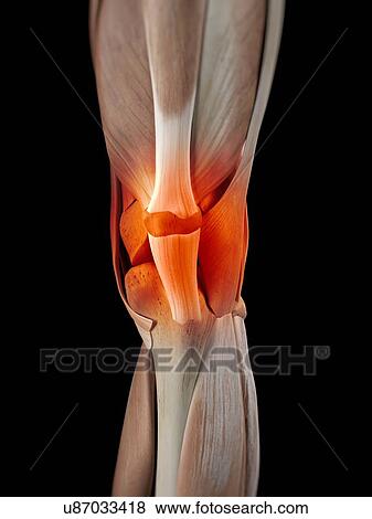Human knee muscles, artwork View Large Illustration Stock Illustration - Human knee muscles, artwork. Fotosearch