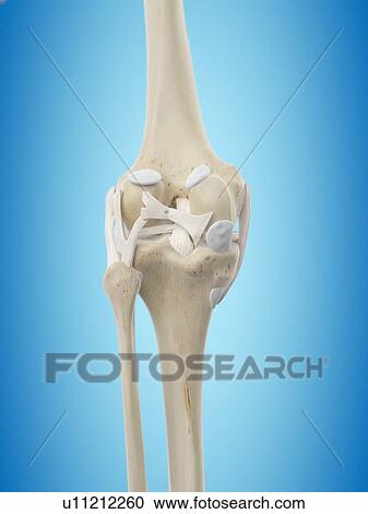 Clipart - Human knee tendons, artwork. Fotosearch