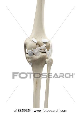 Stock Illustration - Human knee tendons, artwork. Fotosearch