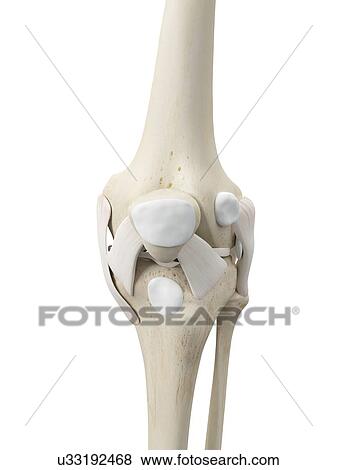 Human knee tendons, artwork View Large Illustration Stock Illustration - Human knee tendons, artwork. Fotosearch