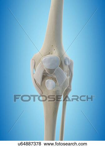 Human knee tendons, artwork View Large Illustration Stock Illustration - Human knee tendons, artwork. Fotosearch
