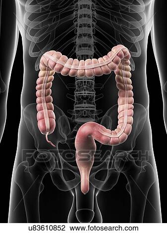 Human large intestine, artwork View Large Illustration Drawing - Human large intestine, artwork. Fotosearch