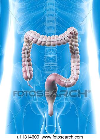 Human large intestine, artwork View Large Illustration Stock Illustration - Human large intestine, artwork. Fotosearch