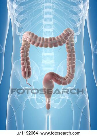 Human large intestine, artwork View Large Illustration Stock Illustration - Human large intestine, artwork. Fotosearch