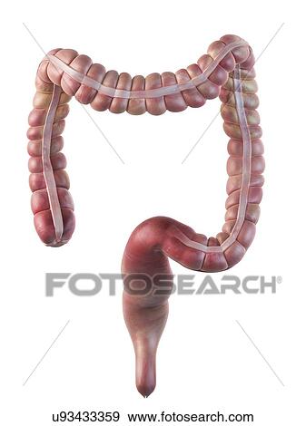 Human large intestine, artwork View Large Illustration Stock Illustration - Human large intestine, artwork. Fotosearch