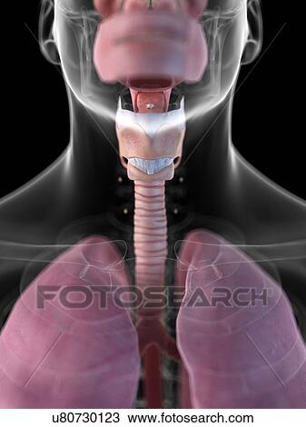 Drawing - Human larynx, artwork. Fotosearch