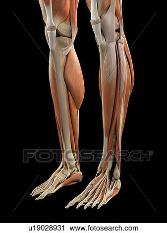 Clip Art - Human leg muscles, artwork. Fotosearch