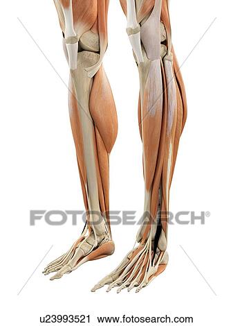 Human Leg Muscles Artwork Clip Art U23993521 Fotosearch