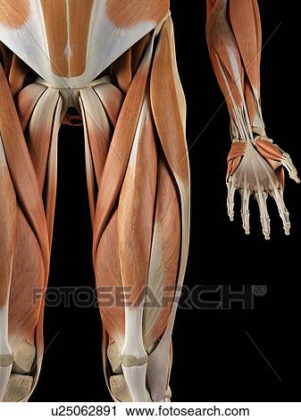 Clip Art - Human leg muscles, artwork. Fotosearch
