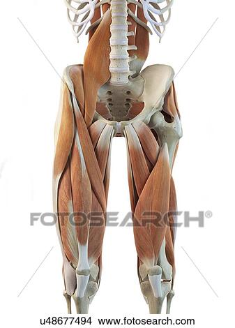 Human leg muscles, artwork View Large Illustration Stock Illustration - Human leg muscles, artwork. Fotosearch