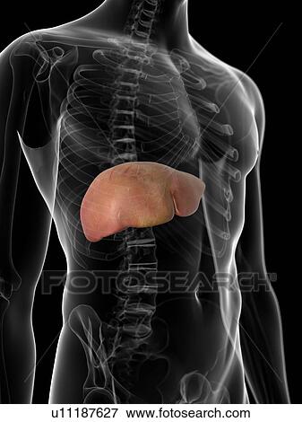 Stock Illustration - Human liver, artwork. Fotosearch