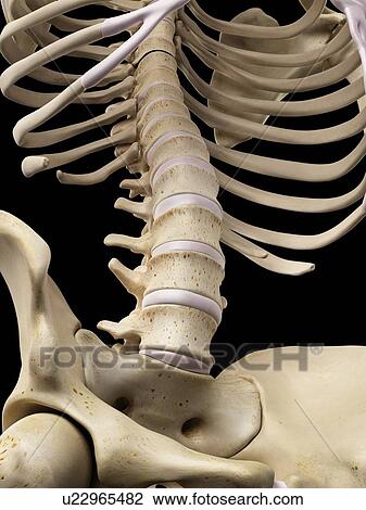 Human lumbar bones, artwork View Large Illustration Drawing - Human lumbar bones, artwork. Fotosearch