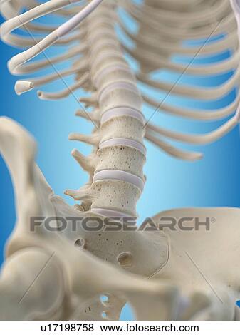 Human lumbar bones, artwork View Large Illustration Stock Illustration - Human lumbar bones, artwork. Fotosearch
