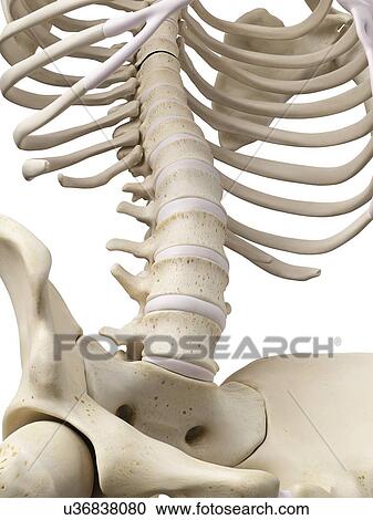 Clipart - Human lumbar spine, artwork. Fotosearch