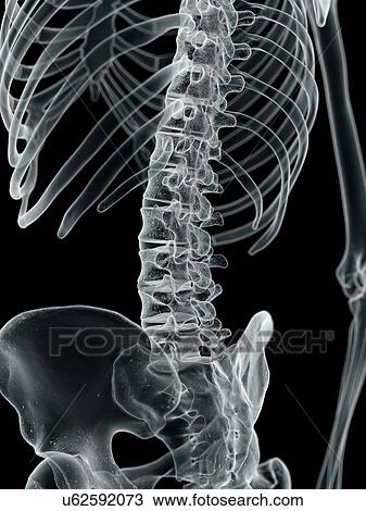 Drawing - Human lumbar spine, artwork. Fotosearch