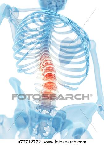 Drawing - Human lumbar spine, artwork. Fotosearch