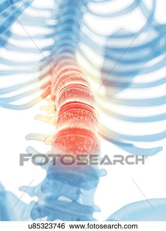 Human lumbar spine, artwork View Large Illustration Stock Illustration - Human lumbar spine, artwork. Fotosearch