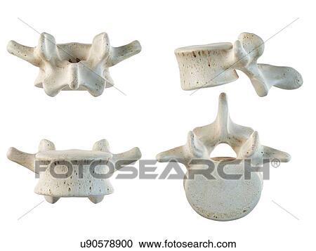 Human lumbar vertebrae, artwork View Large Illustration Clipart - Human lumbar vertebrae, artwork. Fotosearch