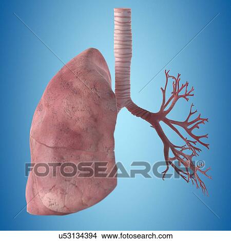 Human lung, artwork View Large Illustration Stock Illustration - Human lung, artwork. Fotosearch