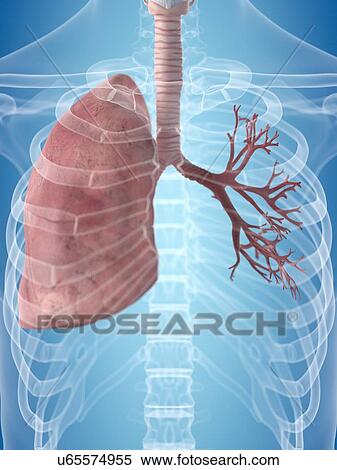 Stock Illustration - Human lung, artwork. Fotosearch