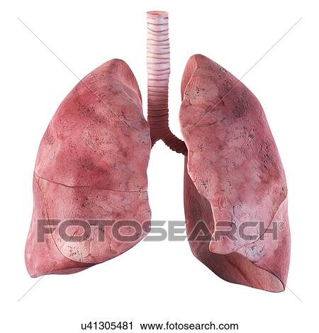 Human lungs, artwork View Large Illustration Clip Art - Human lungs, artwork. Fotosearch