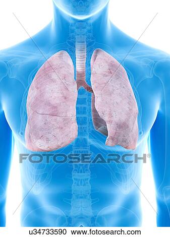 Human lungs, artwork View Large Illustration Clipart - Human lungs, artwork. Fotosearch