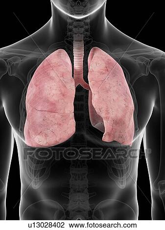 Drawing - Human lungs, artwork. Fotosearch