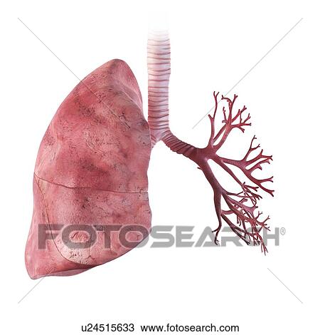 Drawing - Human lungs, artwork. Fotosearch