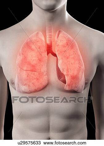 Drawing - Human lungs, artwork. Fotosearch