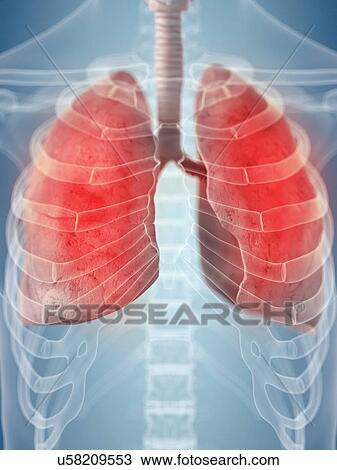 Drawing - Human lungs, artwork. Fotosearch