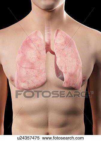 Stock Illustration - Human lungs, artwork. Fotosearch