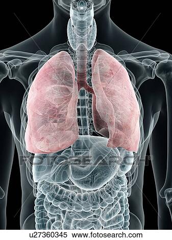 Stock Illustration - Human lungs, artwork. Fotosearch