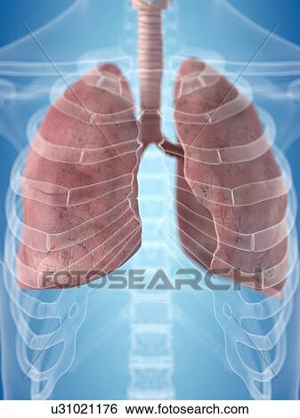 Human lungs, artwork View Large Illustration Stock Illustration - Human lungs, artwork. Fotosearch