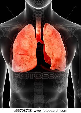 Stock Illustration - Human lungs, artwork. Fotosearch