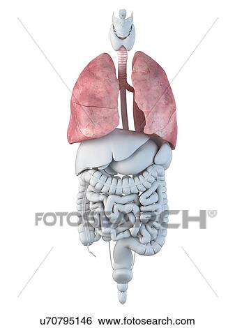 Stock Illustration - Human lungs, artwork. Fotosearch