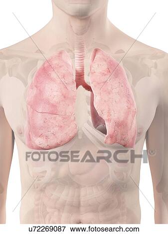 Stock Illustration - Human lungs, artwork. Fotosearch