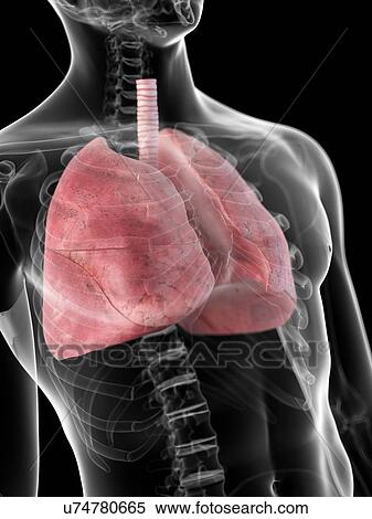Human lungs, artwork View Large Illustration Stock Illustration - Human lungs, artwork. Fotosearch