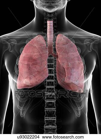 Human lungs, artwork View Large Illustration Stock Illustration - Human lungs, artwork. Fotosearch