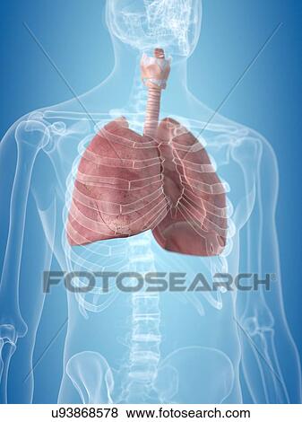 Human lungs, artwork View Large Illustration Stock Illustration - Human lungs, artwork. Fotosearch
