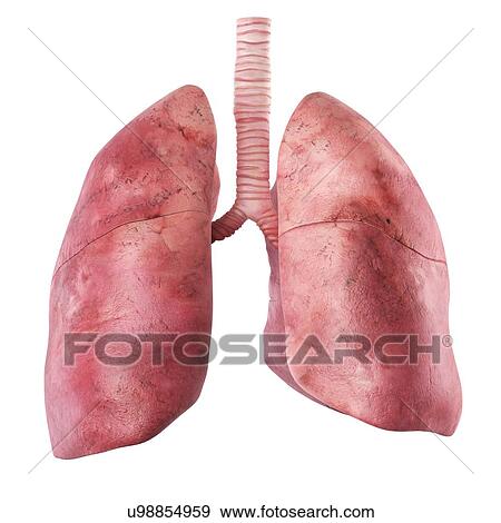 Stock Illustration - Human lungs, artwork. Fotosearch