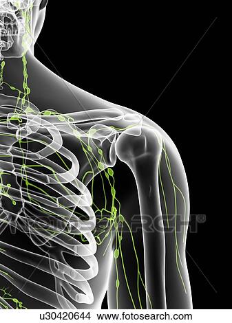 Stock Illustration - Human lymphatic system, artwork. Fotosearch