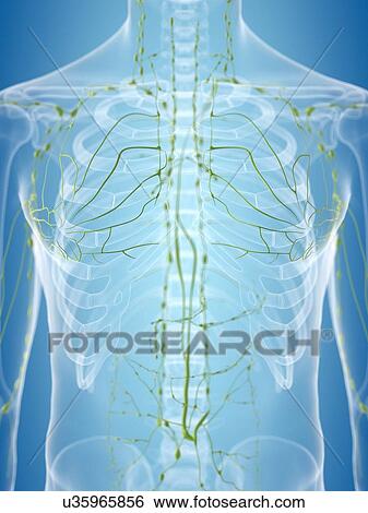 Stock Illustration - Human lymphatic system, artwork. Fotosearch