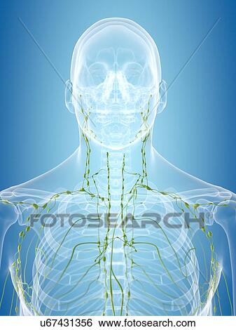 Human lymphatic system, artwork View Large Illustration Stock Illustration - Human lymphatic system, artwork. Fotosearch