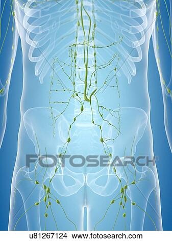 Human lymphatic system, artwork View Large Illustration Stock Illustration - Human lymphatic system, artwork. Fotosearch