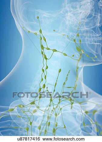 Stock Illustration - Human lymphatic system, artwork. Fotosearch