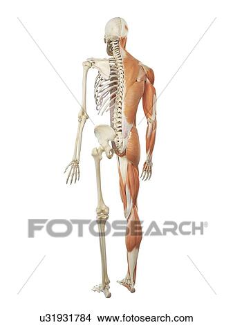 Human musculoskeletal system, artwork View Large Illustration Stock Illustration - Human musculoskeletal system, artwork. Fotosearch