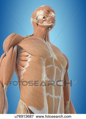 Human musculoskeletal system, artwork View Large Illustration Stock Illustration - Human musculoskeletal system, artwork. Fotosearch