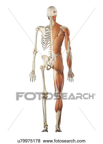 Stock Illustration - Human musculoskeletal system, artwork. Fotosearch