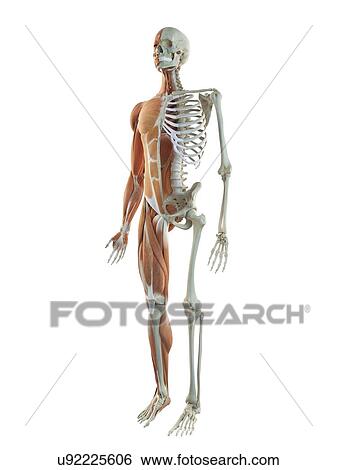 Stock Illustration - Human musculoskeletal system, artwork. Fotosearch