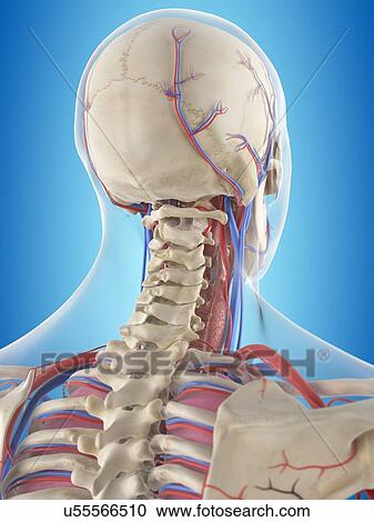 Clipart - Human neck anatomy, artwork. Fotosearch